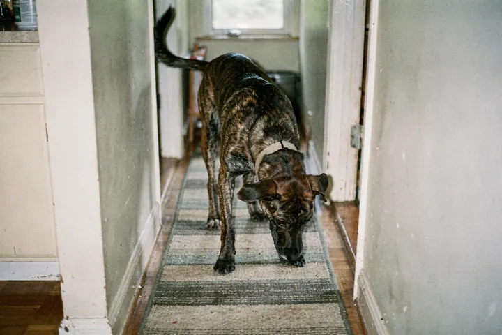 Brindle mixed-breed dog sniffing along a hallway runner in an ordinary apartment